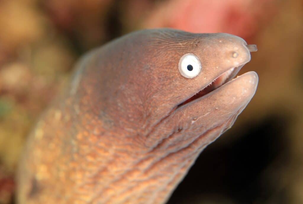 White-eyed moray eel (gymnothorax thyrsoideus, aka greyface moray, freckled moray). anilao, philippines