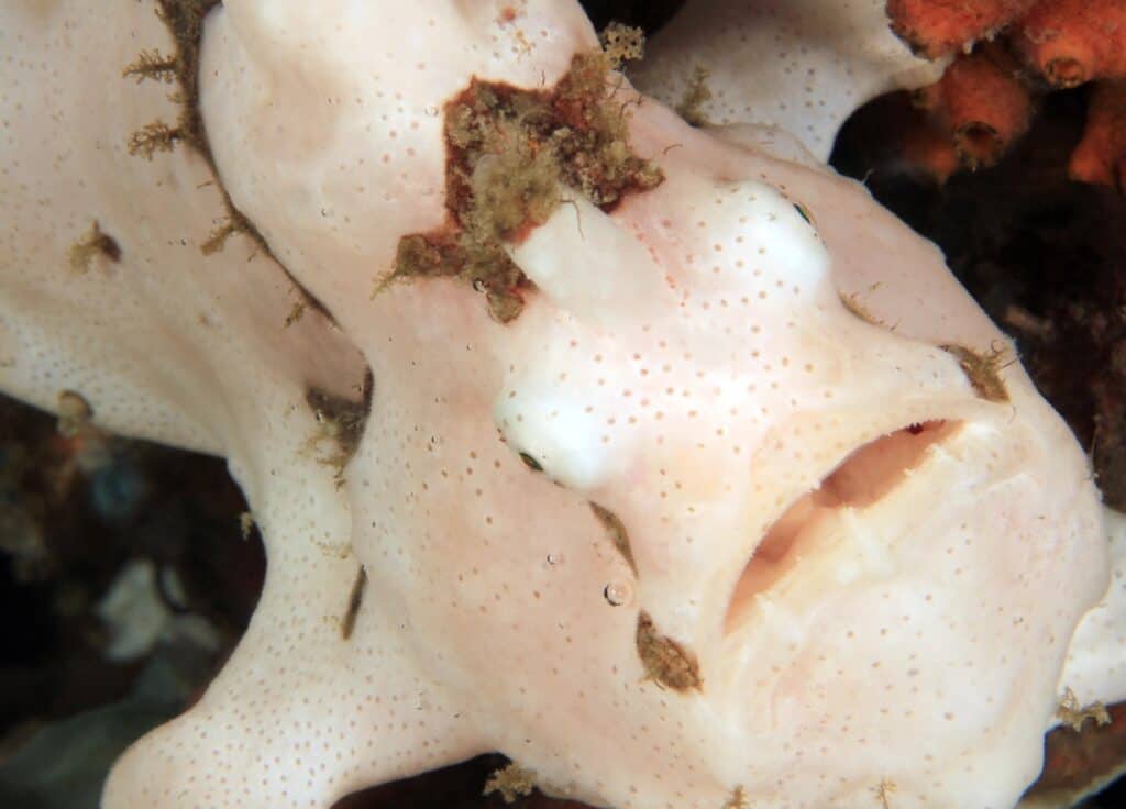 Close-up of a white clown frogfish (antennarius maculatus, aka warty frogfish). anilao, philippines