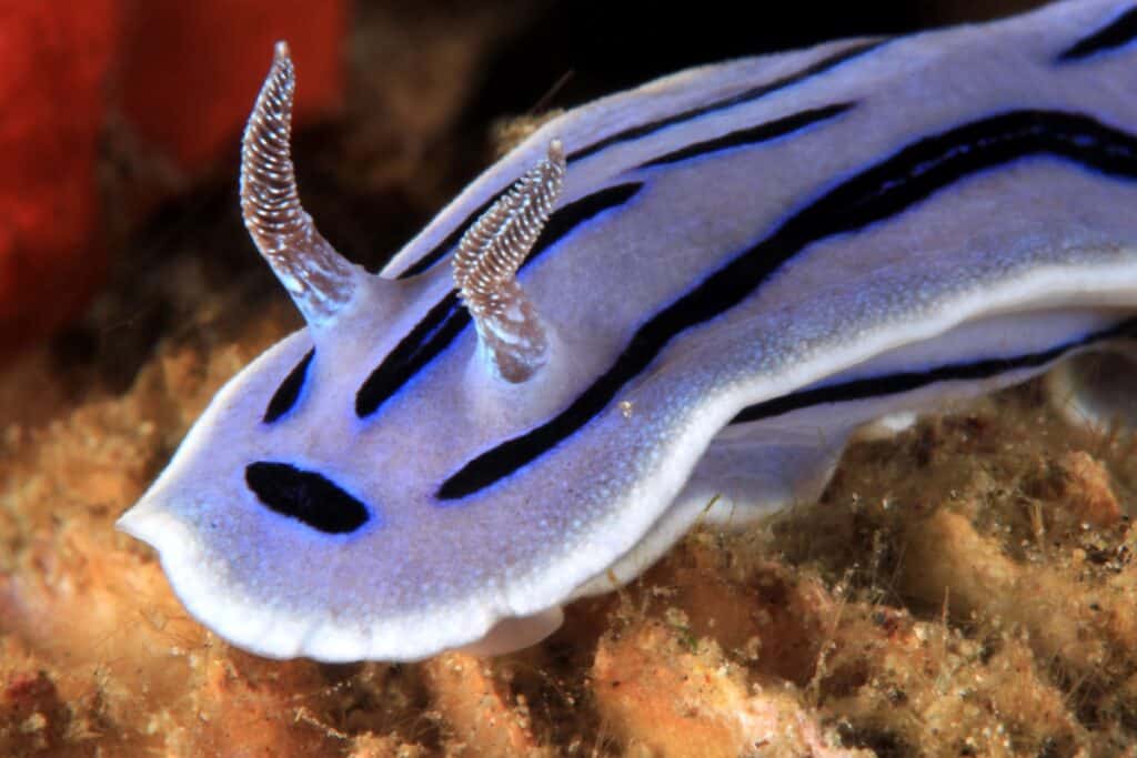 Close-up of a chromodoris willani nudibranch (willans chromodoris). anilao, philippines