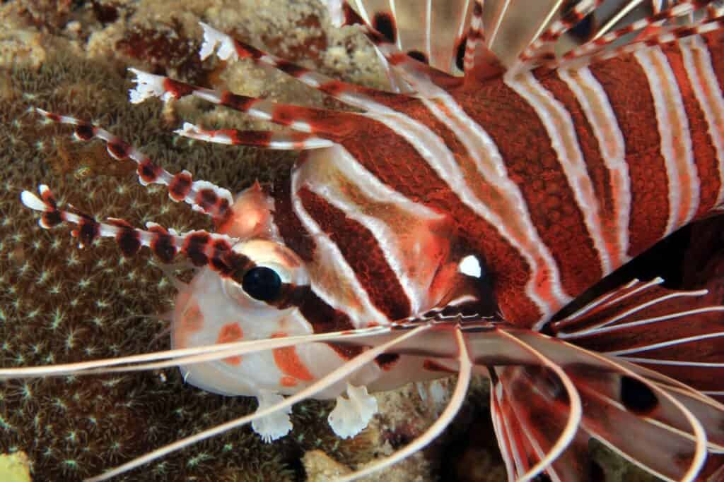 Spotfin lionfish close-up (pterois antennata).