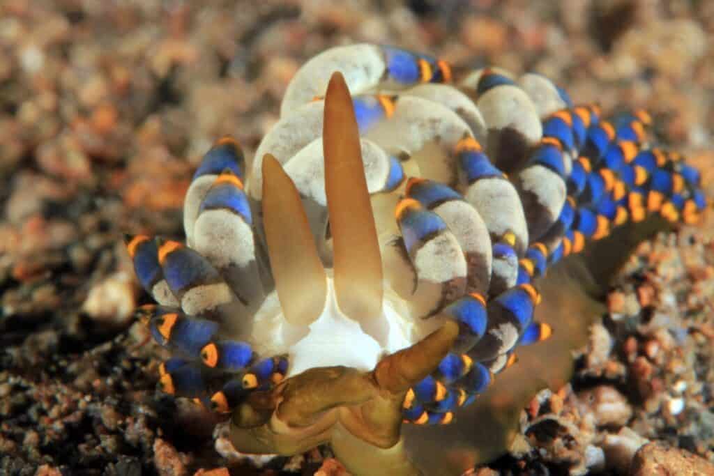 Close-up of a trinchesia yamasui nudibranch.