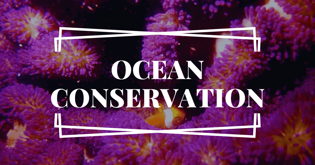 Ocean Conservation header image