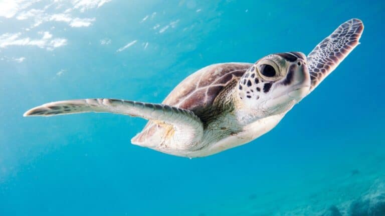 Ocean puns turtle