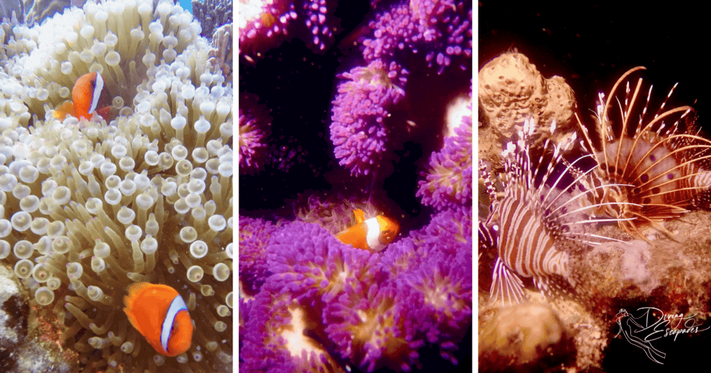 Marine creatures seen in Coron, Philippines while scuba diving