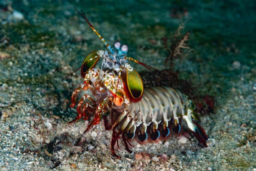 Mantis Shrimp