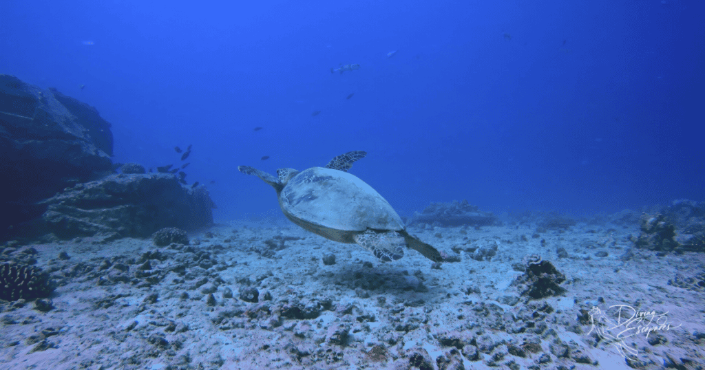 green sea turtle while scuba diving in Oahu