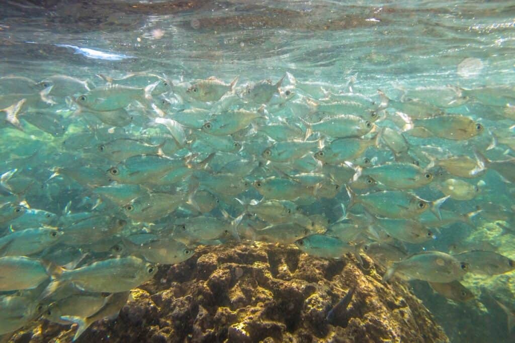 Scuba diving in North Shore of Oahu