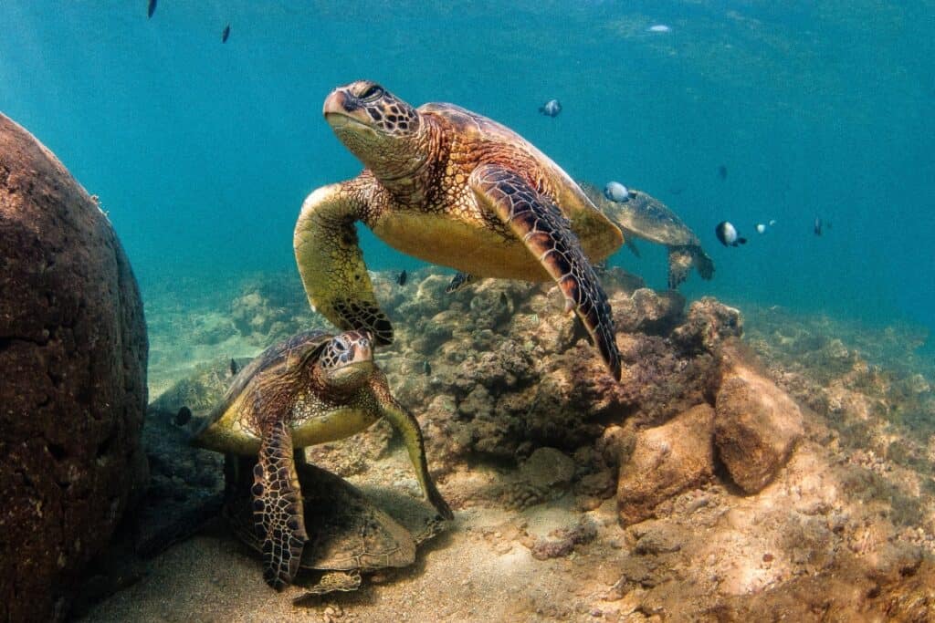 Hawaiian green sea turtles