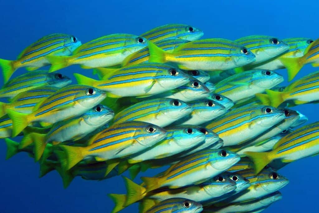 Bluestriped snappers seen while scuba diving in Oahu