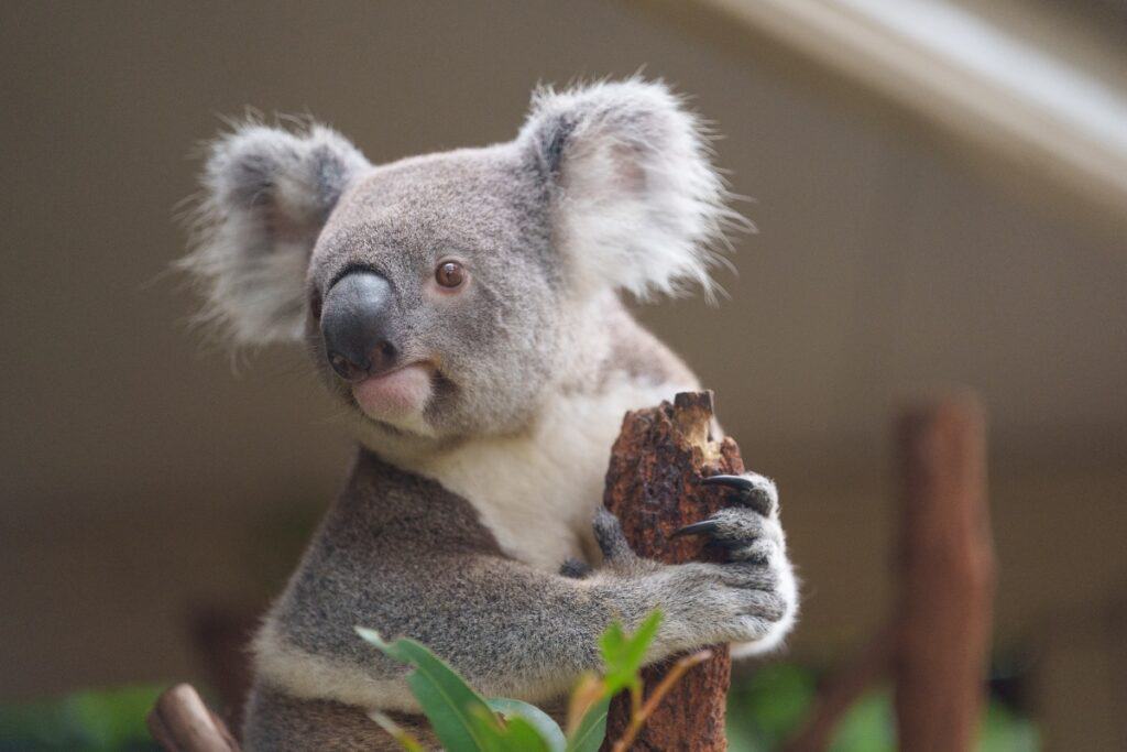 Lone Pine Koala Sanctuary tops the reason why Brisbane is worth visiting