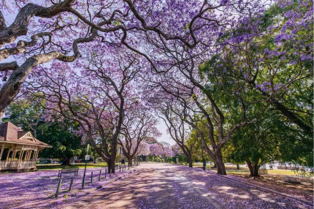 New Farm Park in Brisbane