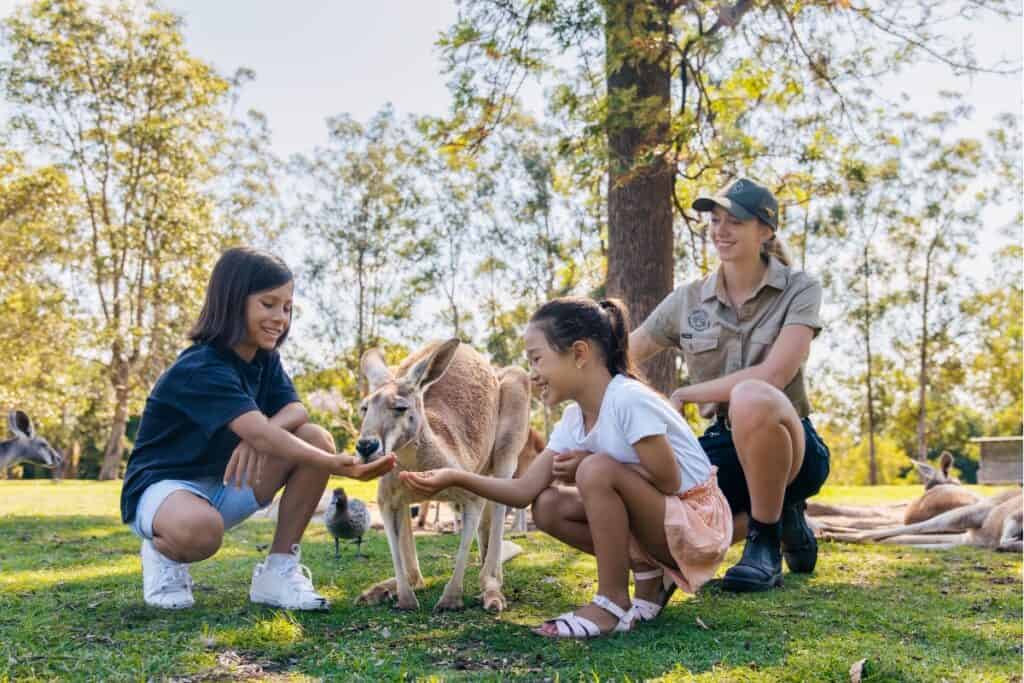 Lone Pine Koala Sanctuary kangaroo feeding