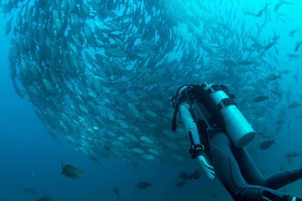 scuba diver in wetsuit looking at a jackfish tornado