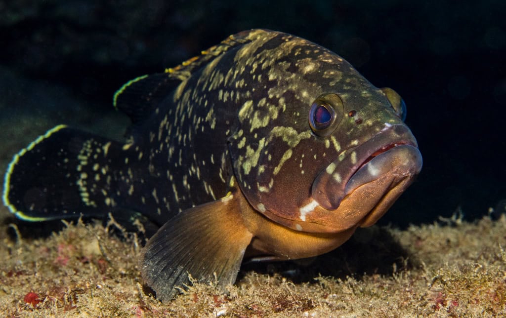 Dusky Grouper while Diving in Crete
