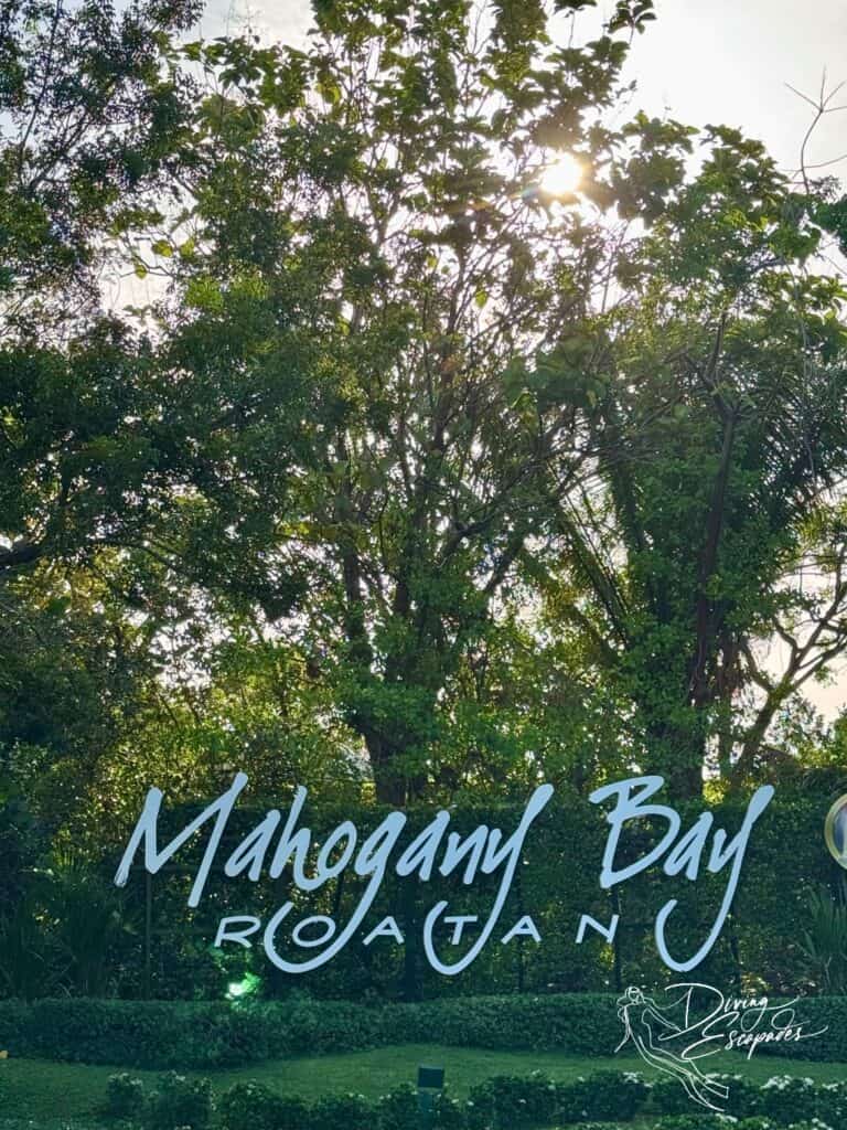 Mahogany Bay Port - Roatan Diving