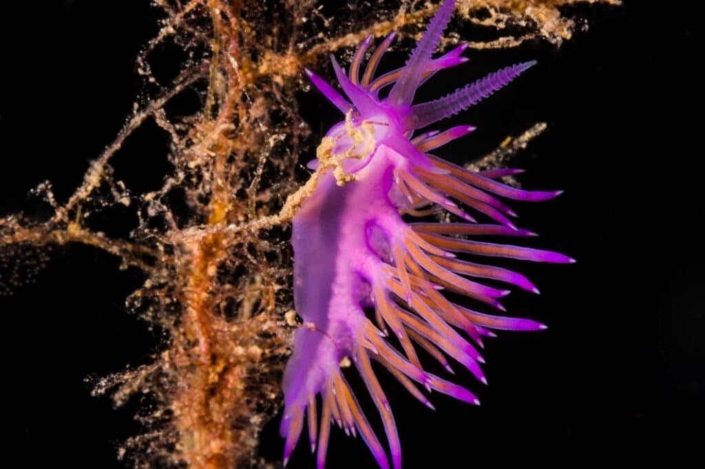 Diving in Crete