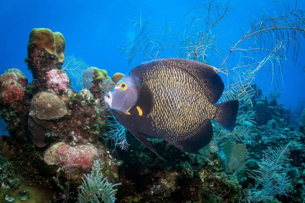 Angelfish sees while Roatan Diving