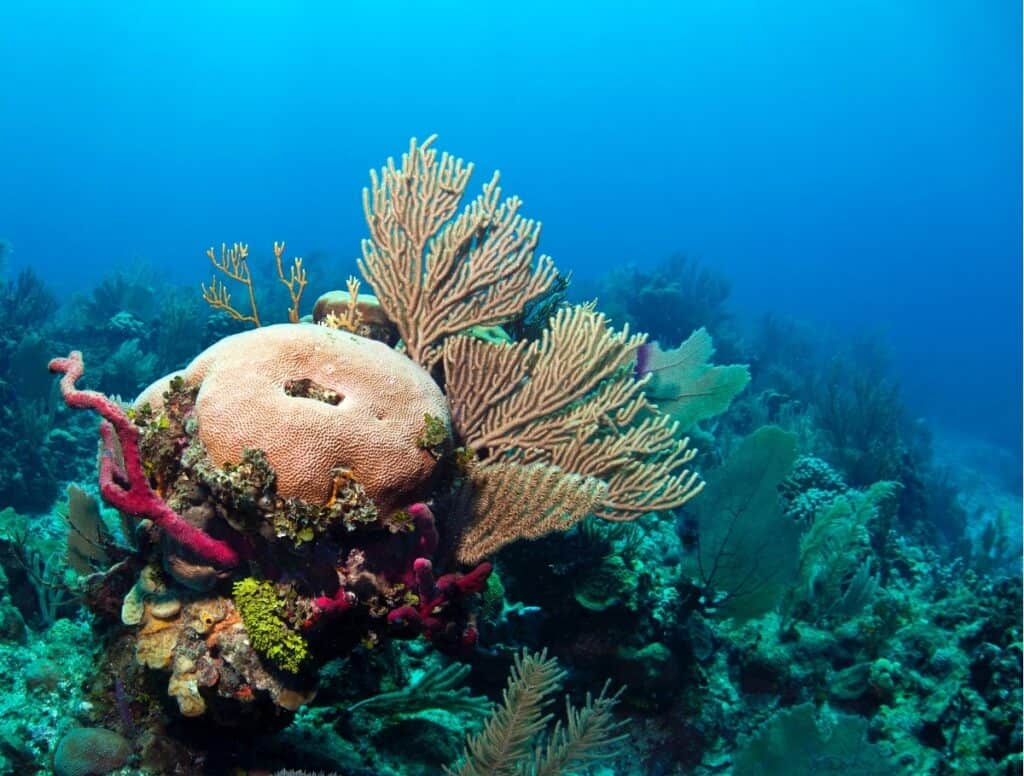 Corals in Roatan Diving