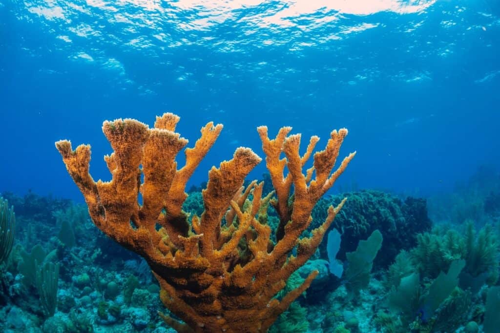 Roatan Diving Elkhorn Coral
