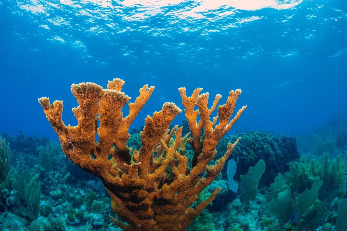 Roatan Diving Elkhorn Coral