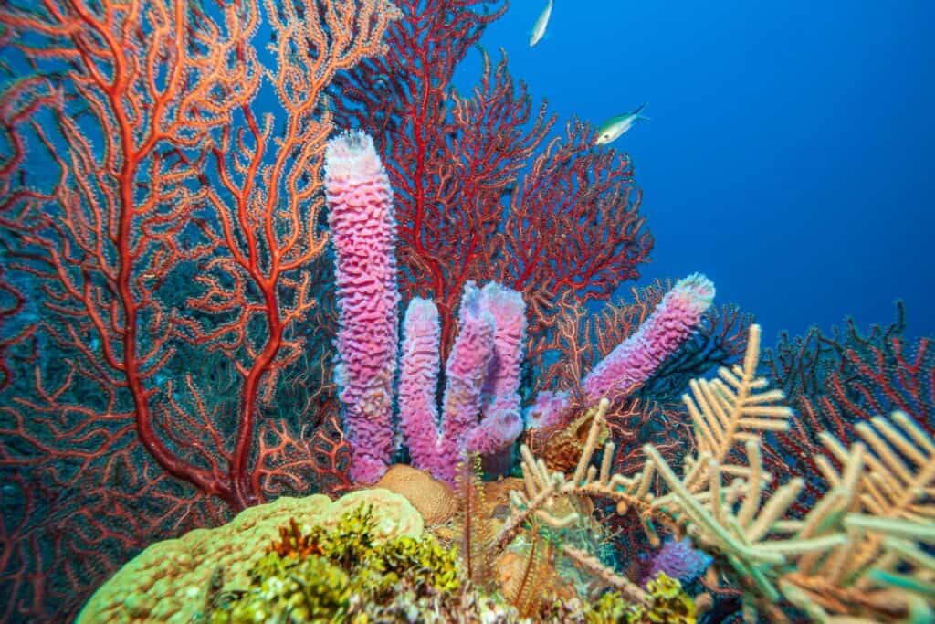 Corals in Roatan Diving