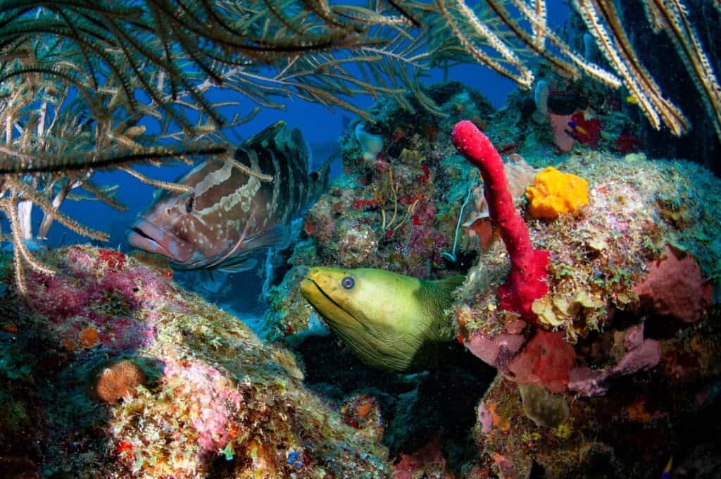Roatan Diving