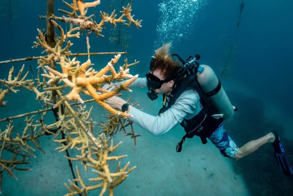 Sun Divers Roatan - Coral Restoration