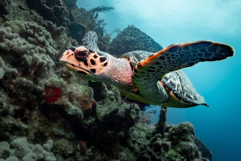 Roatan Diving's hawskbill turtle