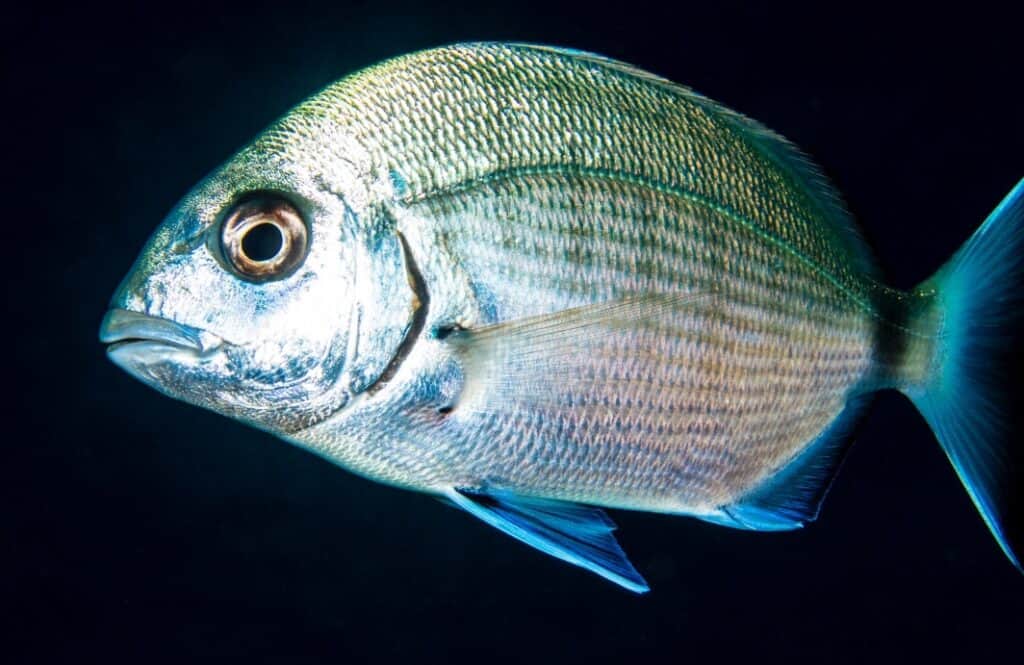 White Seabream