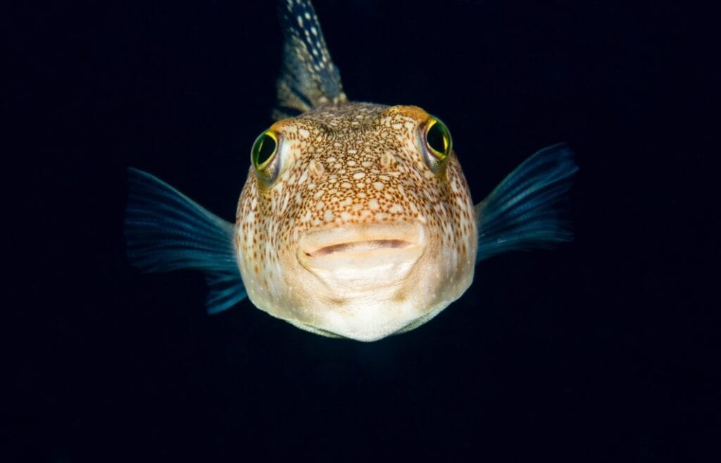 Yellow-spotted Pufferfish. Image: John Back