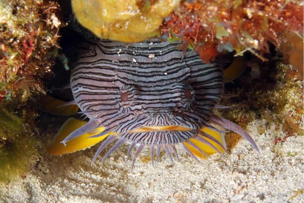 One of the best scuba diving in Cozumel is when you see this spelendid toadfish