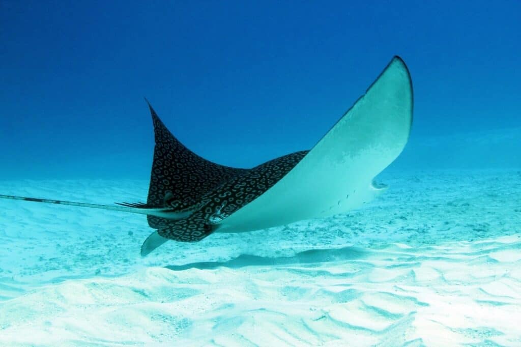 Best Scuba Diving in Cozumel let's you see a Spotted Eagle Ray