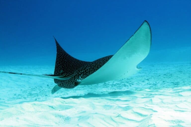 Best Scuba Diving in Cozumel let's you see a Spotted Eagle Ray
