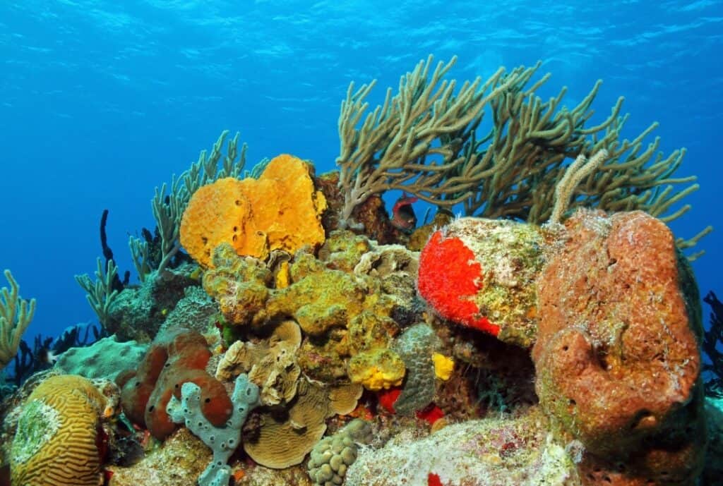 Best Scuba Diving in Cozumel let's you see corals of various types