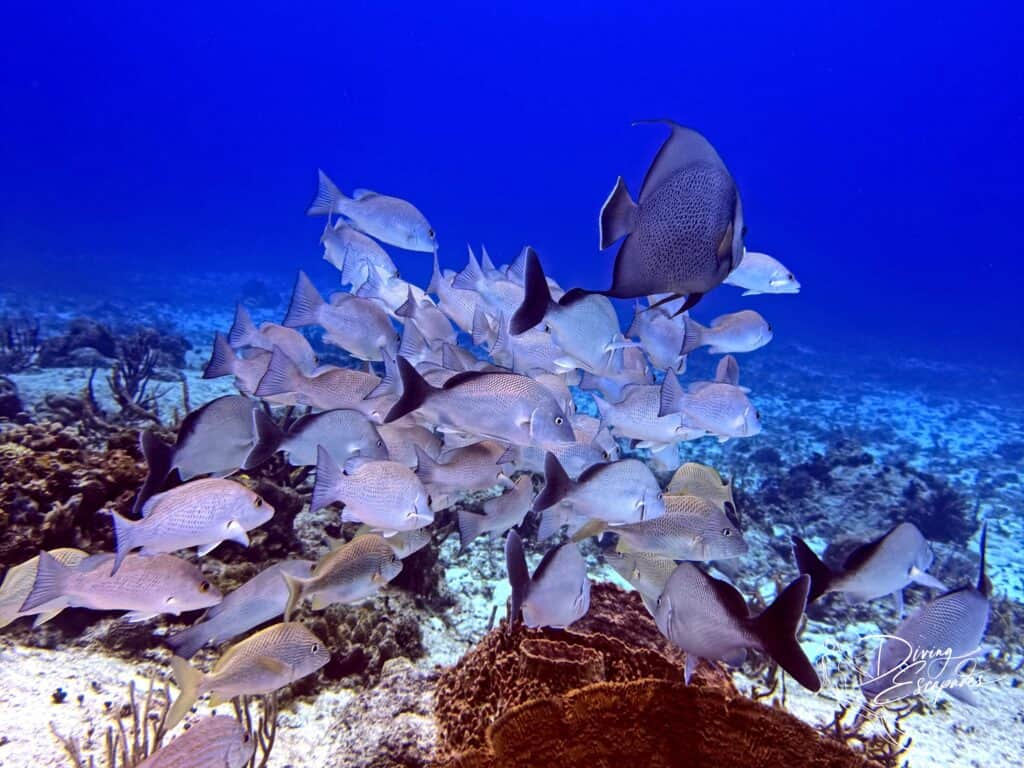 Best scuba diving in Cozumel - grey angelfish
