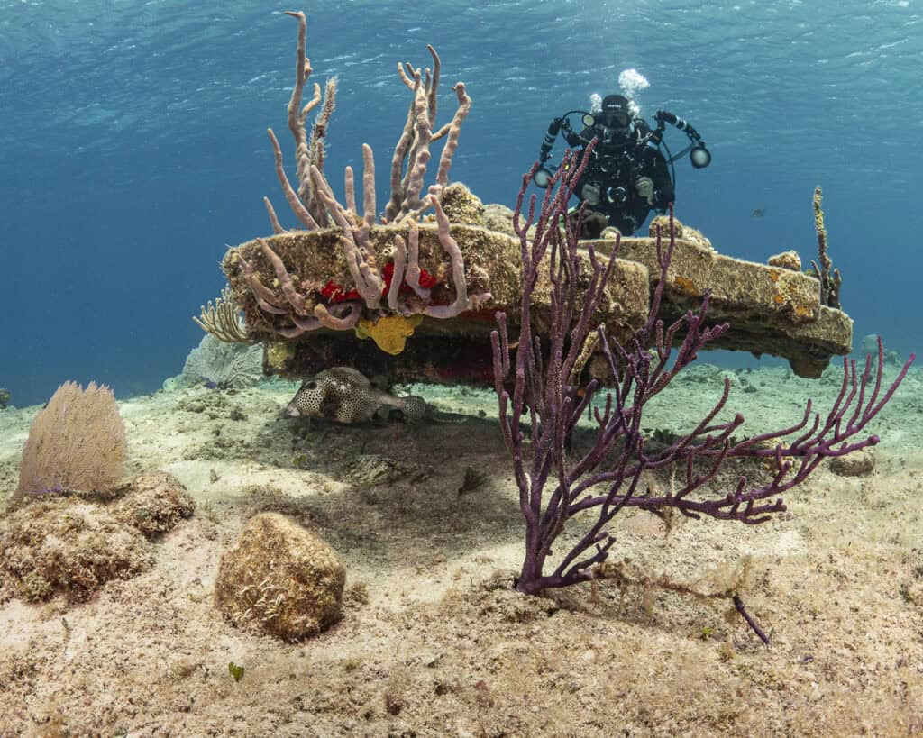 Coral platform in the house reef of Sand Dollar Sports Cozumel