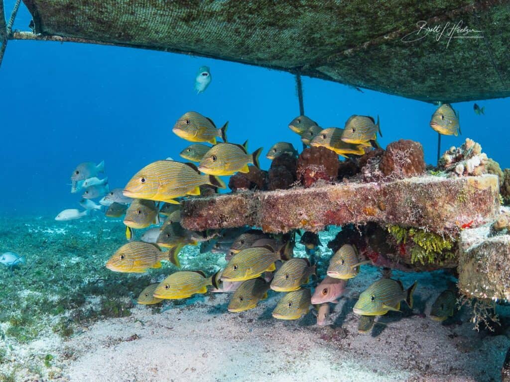 San Dollar Sports Cozumel