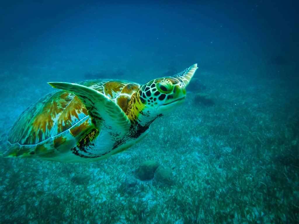 Green sea turle while snorkeling in Belize