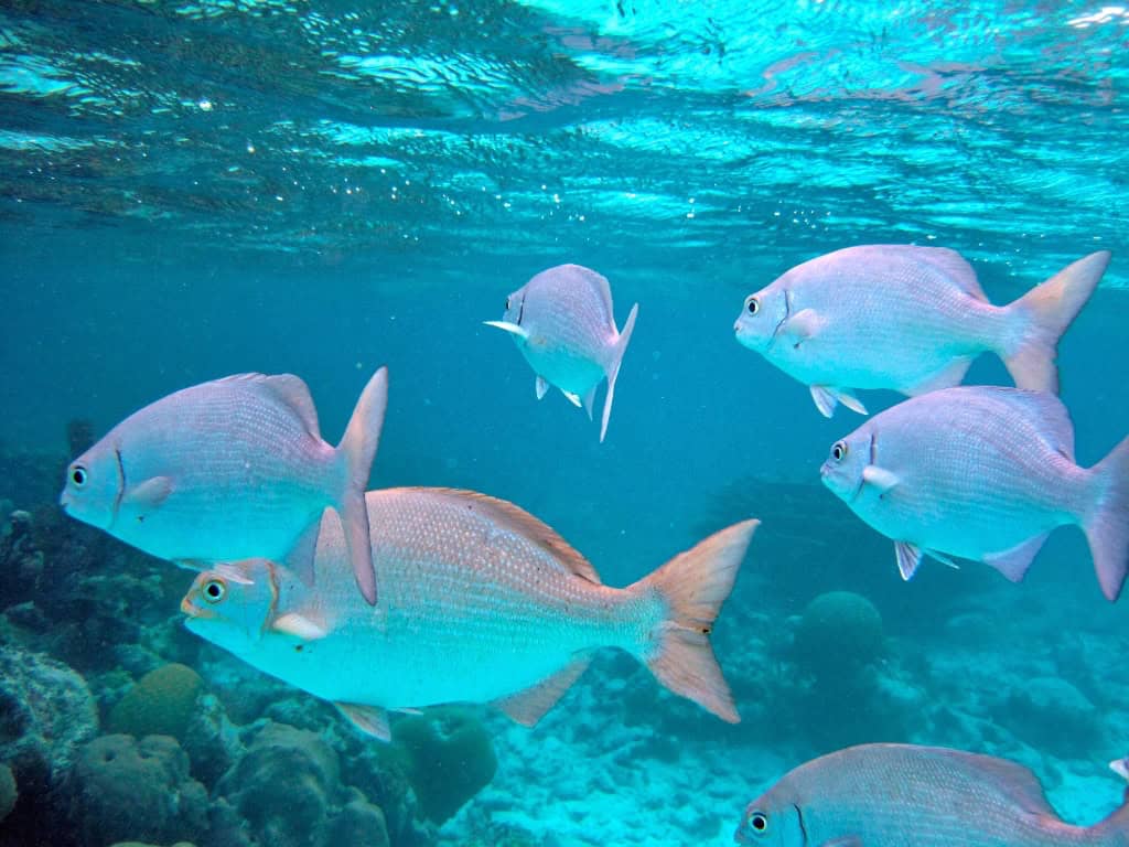 Reef fish in Belize