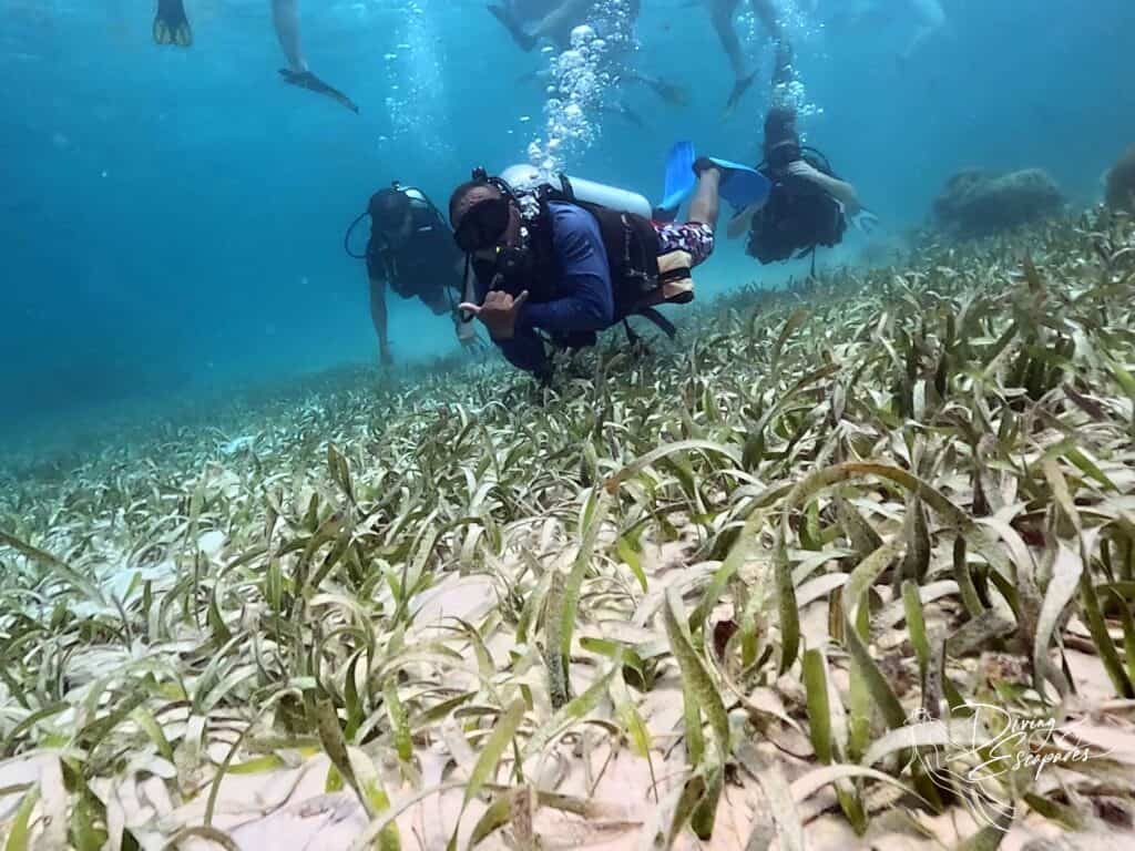 scuba diving in the Belize Barrier Reef