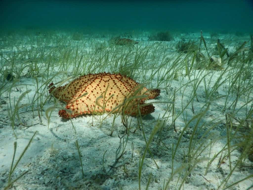 Starfish while snorkeling in Belize