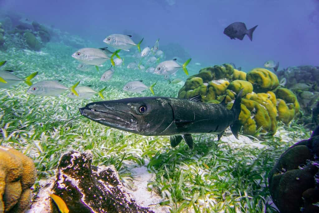barracuda seen while snorkeling in Belize