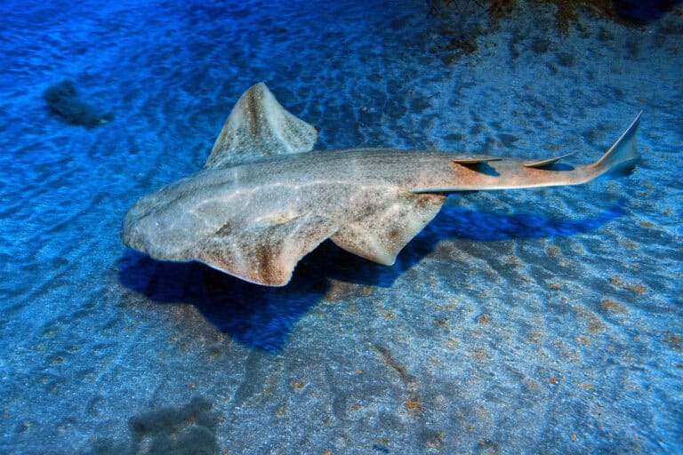 Angel shark (Squatina squatina) in the sea bed in the Atlantic Ocean