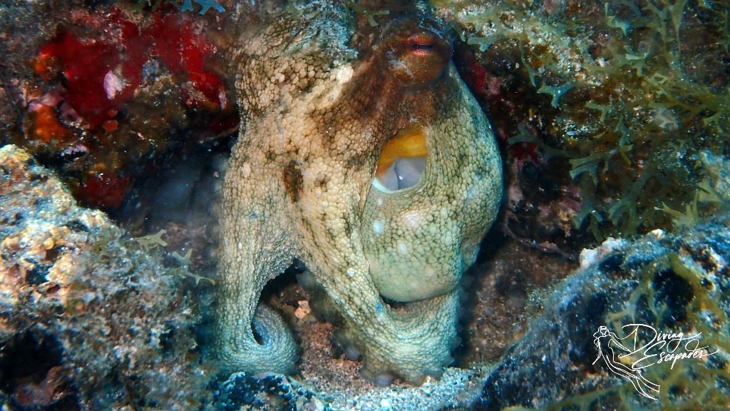 octopus spotted while diving in Lanzarote