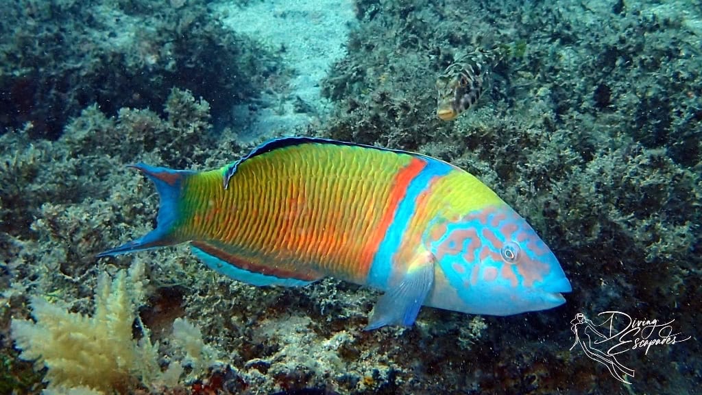 parrotfish spotted while diving in Lanzarote