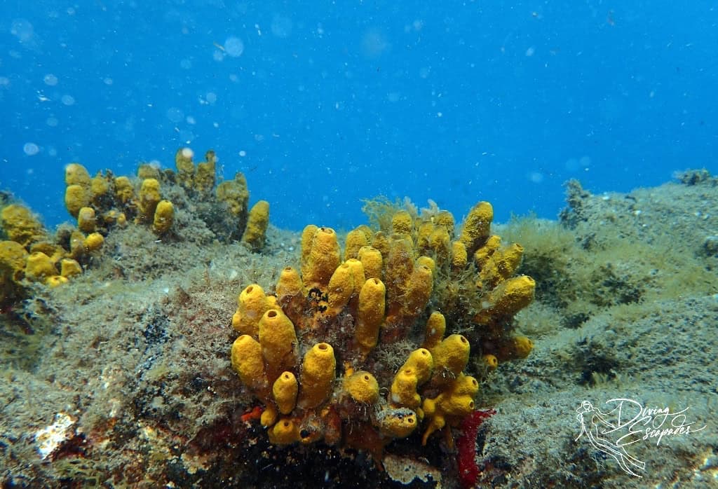 house reef in Lanzarote
