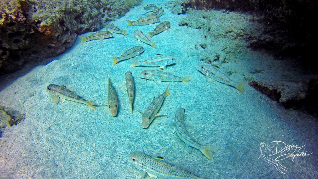 fish in the sand while diving in Lanzarote