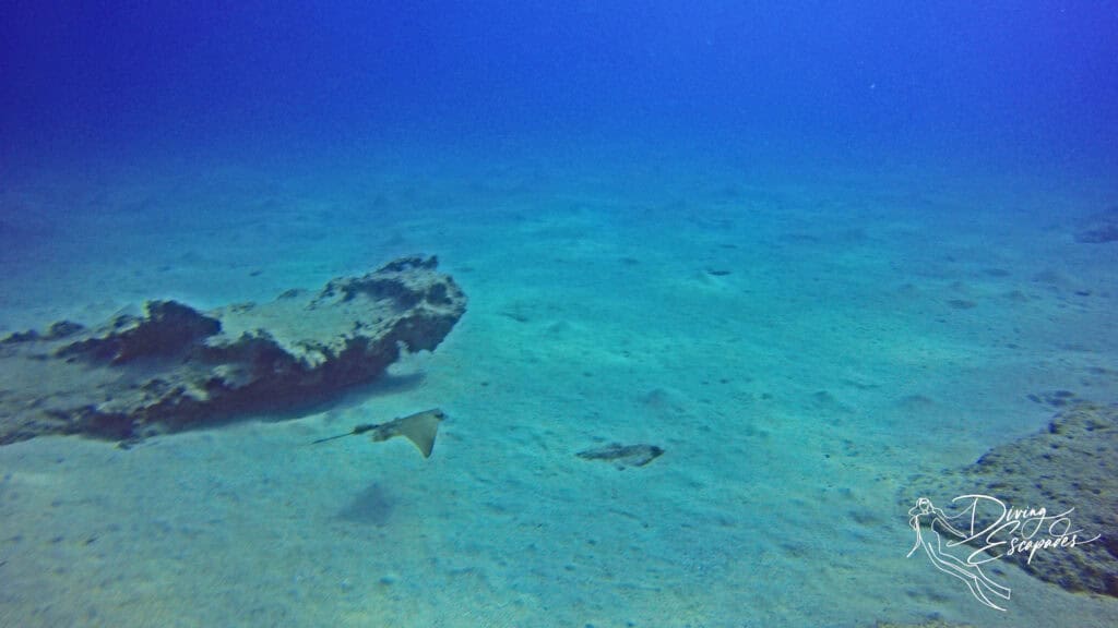 butterfly ray spotted when diving in Lanzarote