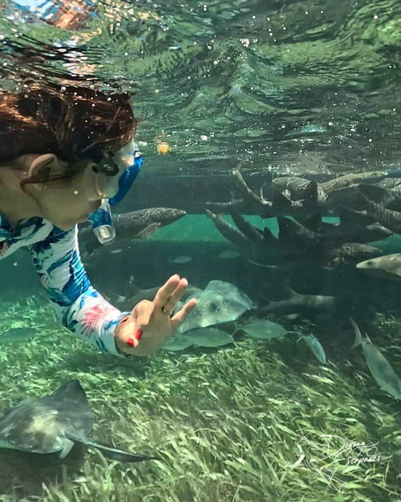 Snorkeling at Shark Ray Alley Belize