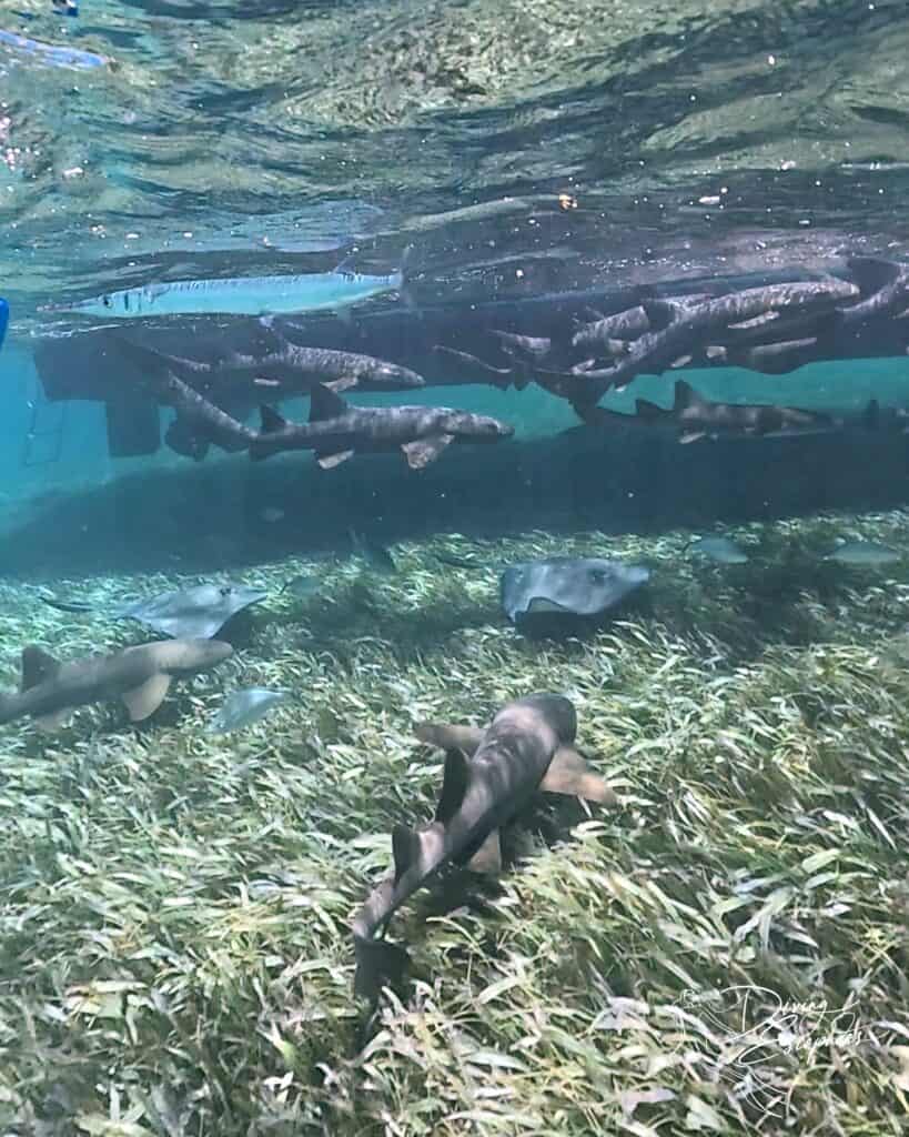 Sharks and Rays under the boat at Shark Ray Alley Belize